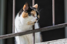 무료 이미지 : 방, 캐나다, 잡담, 퀘벡, 셔 브룩, 동물 보호소, 중소형 고양이, 포유 동물과 같은 고양이 4928x3264 - - 520042 - 무료... 