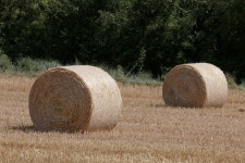 무료 이미지 : 식물, 건초, 들, 농장, 흙, 농업, 전지, 빨대, 마초... 들, 농장, 흙, 농업, 전지, 빨대, 마초, 농촌 지역, 사람이 만든... 
