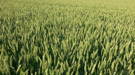 Free Images : field, farm, meadow, barley, prairie, crop, agriculture, cereal, grassland, rye, flowering plant, commodity... 