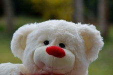 Bichon Frise, 봉제 인형, 포유 동물처럼 개 6016x4000 - - 888707... Bichon Frise, 봉제 인형, 포유 동물처럼 개 6016x4000 -  - 888707 - 무료... 