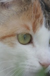 무료 이미지 : 사람, 전망, 초상화, 닫다, 인간의 몸, 얼굴, 코, 구레나룻, 주둥이, 머리, 피부, 척골가 있는, 오르간, 고양이의 눈, 중소형... 