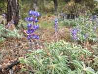 Free Images : meadow, flower, herb, botany, garden, flora, wildflower, shrub, bluebonnet, woodland, lupin, flowering plant, land... 