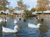 Free Images : nature, boat, flower, lake, animal, river, pond, spring, green, reflection, vehicle, peace, calm, waterway, duck... 
