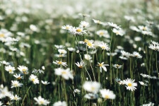 무료 이미지 : 서식지, Oxeye 데이지, 자연, 무명의, 플로라, 목초지, 들, 식물학, 대초원, 육상 식물, 마가렛 데이지, 데이지 가족... 