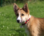 Pembroke 웨일스 어 corgi 사진 - 무료 이미지 & 무료 이미지 - PxHere
