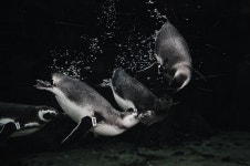Penguins Photos - Free Images & Free stock photos - PxHere