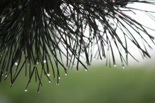 Free Images : tree, branch, leaf, flower, green, produce, botany, flora, twig, macro photography, flowering plant, grass family... 