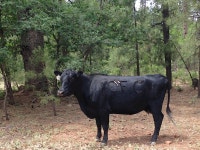 무료 이미지 : 농장, 야생 생물, 뿔, 목장, 방목, 황소, 척골가 있는, 농촌 지역, 물소, 젖소, 포유 동물과 같은 소 2100x1575 - - 213010... 