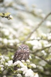 Free Images : tree, nature, branch, blossom, flower, wildlife, spring, owl, flora, fauna, bird of prey, close up, eye, sparrow... 