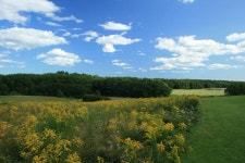 무료 이미지 : 나무, 숲, 구름, 하늘, 들, 목초지, 대초원, 언덕, 지중해, 목장, 농장, 이탈리아, 평원, 습지, 고원, 서식지, 생태계, 스텝... 