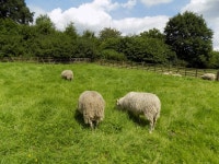 Nordic short tail sheep Photos - Free Images & Free stock photos - PxHere