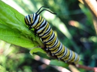 butterfly, larva, macro photography, arthropod, moths and... butterfly, larva, macro photography, arthropod, moths and... 