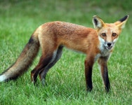 재칼, 들개, 포유 동물처럼 개, 키트 여우, 돌 3000x2400 - - 82333... 재칼, 들개, 포유 동물처럼 개, 키트 여우, 돌 3000x2400 -  - 82333 - 무료... 