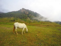 군중, 목장, 방목, 평원, 고원, 바다, 서식지, 스텝, 농촌 지역, 자연... 군중, 목장, 방목, 평원, 고원, 바다, 서식지, 스텝, 농촌 지역, 자연... 