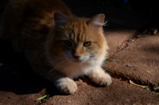 무료 이미지 : 고양이 새끼, 동물 상, 구레나룻, 척골가 있는, 아마릴로, 가토, 야생 고양이, 중소형 고양이, 포유 동물과 같은 고양이... 