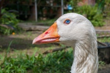 Free Images : nature, wing, white, farm, wildlife, beak, livestock, fowl, fauna, poultry, close up, duck, feathers, neck, eye... 