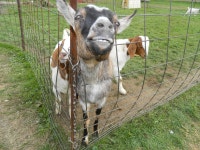 무료 이미지 : 염소, 목장, 방목, 당나귀, 팩 동물, 포유 동물과 같은 소 4320x3240 - - 133106 - 무료 이미지 - PxHere 무료 이미지 : 염소... 