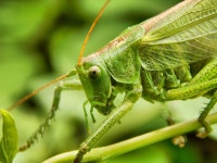 Free Images : nature, wood, green, brown, fauna, invertebrate, close up, grasshopper, locust, weevil, antennae, macro photography... 
