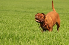 mastiff, dogue de bordeaux, dog like mammal 3827x2591... mastiff, dogue de bordeaux, dog like mammal 3827x2591 -  - 805363 - Free... 