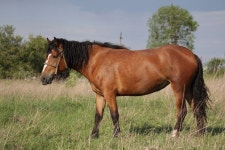 린톤, 바위 계곡 2799x1675 - - 922783 - 무료 이미지 - PxHere 무료 이미지 : 그룹, 목초지, 대초원, 군중, 목장, 방목, 포유 동물, 종마, 갈기, 자유... 