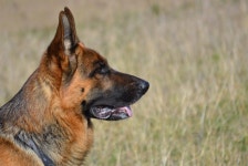 사르풀 울프 도그, 체코 슬로바키아 wolfdog, 카니발란, 개 품종... 사르풀 울프 도그, 체코 슬로바키아 wolfdog, 카니발란, 개 품종 그룹... 