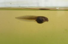 Tadpole Photos - Free Images & Free stock photos - PxHere