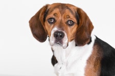 폭스 하운드, 바셋 아트 사이언 노르망디, 영어 foxhound, 트리밍 워커 coonhound, 에스트로니안 하운드, 핀란드 하운드, 포켓 비글... 