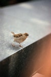 Free Images : hand, snow, wing, bokeh, film, analog, canon, close up, press, sparrow, 135mm, 800, expired, shape, fujicolor... 