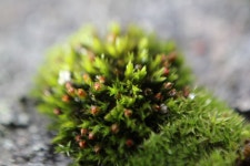 무료 이미지 : 잔디, 분기, 잎, 이끼, 녹색, 상록수, 식물학, 전나무, 플로라, 구과 식물, 가문비, 관목, 낙엽송, 매크로 사진, 꽃 피는 식물... 