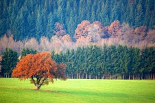Free Images : landscape, tree, nature, forest, mountain, field, meadow, prairie, countryside, morning, leaf, hill, flower, view... 