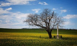 녹색, 목장, 가을, 평원, 유채, 야생화, 꽃들, 서식지, 생태계, 브라 시카, 농촌 지역, 꽃 피는 식물, 소아과 올레 라세 우스, 자연 환 경... 