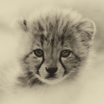 Free Images : alley, zoo, kitten, fauna, vertebrate, winsome, small to medium sized cats, cat like mammal 3008x2000 - - 878302... 