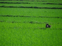 Free Images : plant, lawn, meadow, prairie, play, flower, dog, green, crop, pasture, grazing, agriculture, grassland, paddy field... 