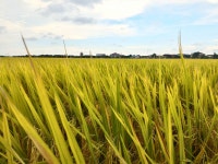 Free Images : horizon, sky, farm, meadow, wheat, prairie, sunlight, flower, food, green, crop, agriculture, rice, plain... 