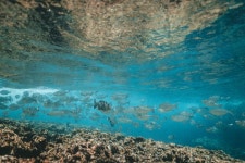 Free Images : sea, water, ocean, underwater, lagoon, coral reef, snorkeling, florida keys, shoal, wind wave, marine biology, looe... 