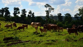 Free Images : grass, field, meadow, prairie, wildlife, green, cow, herd, pasture, grazing, fauna, savanna, plain, grassland... 