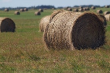 무료 이미지 : 식물, 건초, 들, 농장, 목초지, 대초원, 수확고... 들, 농장, 목초지, 대초원, 수확고, 목장, 흙, 농업, 빨대, 오디세이... 
