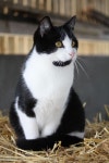 無料画像 : 可愛い, ペット, 毛皮, ポートレート, ふわふわした, 子猫, ネコ, 哺乳類, 閉じる, 鼻, ウィスカー, 毛むくじゃら, 愛する... 