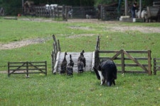 Sheep dog Photos - Free Images & Free stock photos - PxHere