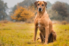 무료 이미지 : 착한 애, 사냥개, 척골가 있는, 그레이하운드, 개 품종, rhodesian ridgeback, 포유 동물처럼 개, 카니발란, 동물... 