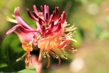 Protea family Photos - Free Images & Free stock photos - PxHere