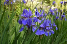 무료 이미지 : 목초지, 대초원, 식물학, 플로라, 야생화, 아이리스, 눈, 꽃 피는 식물, 홍채색, 육상 식물, 홍채 가족 6016x4000 - - 141969... 