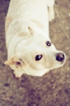 한국 진도개, pembroke 웨일스 어 corgi 2592x3888 - - 1483845 - 무료... 한국 진도개, pembroke 웨일스 어 corgi 2592x3888 -  - 1483845 - 무료 이미지... 