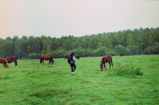 무료 이미지 : 잔디, 들, 농장, 목초지, 대초원, 군중, 목장, 방목... 군중, 목장, 방목, 평원, 바다, 서식지, 생태계, 스텝, 농촌 지역, 자연... 