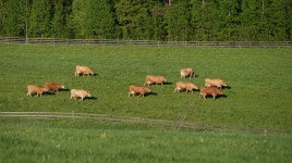 군중, 목장, 방목, 양, 동물 상, 평원, 핀란드, 코모, 딸랑 딸랑, 악... 군중, 목장, 방목, 양, 동물 상, 평원, 핀란드, 코모, 딸랑 딸랑, 악... 