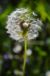 1952x1952 - - 853008 - Free stock photos - PxHere Free Images... plant, land plant 1952x1952 -  - 853008 - Free stock photos - PxHere