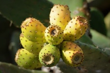 Cactus figs Photos - Free Images & Free stock photos - PxHere