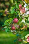 Branch with apples Photos - Free Images & Free stock photos - PxHere