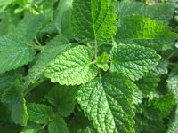 Apple mint Photos - Free Images & Free stock photos - PxHere