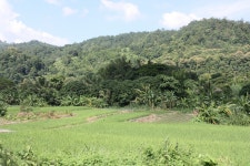 무료 이미지 : 경치, 숲, 들, 농장, 목초지, 언덕, 골짜기, 마을, 밀림, 목장, 흙, 농업, 평원, 초목, 열대 우림, 농원, 고원, 서식지, 생태계... 